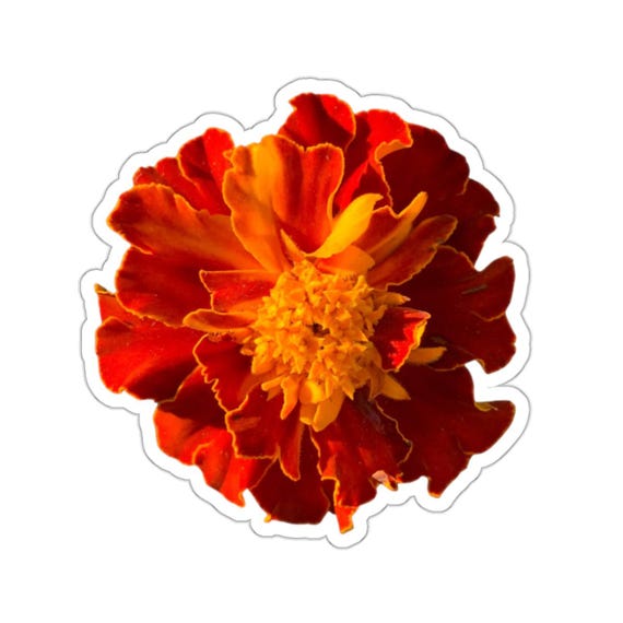 Red Orange Marigold Flower Sticker