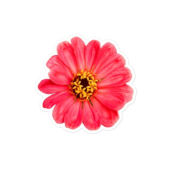 Bright Coral Pink / Orange Zinnia Flower Sticker / Bubble-free stickers