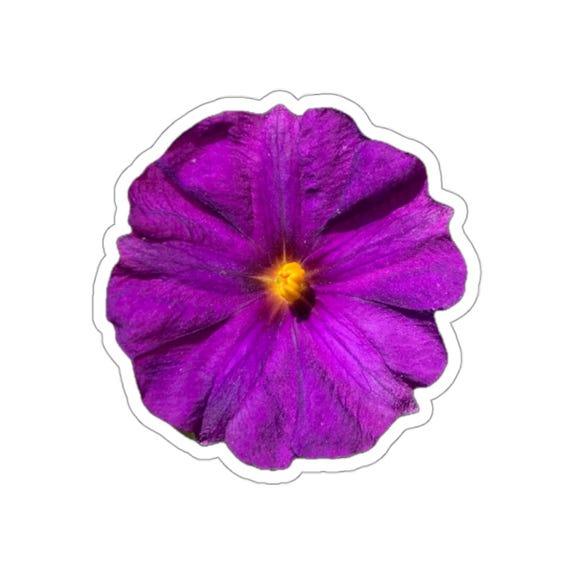 Purple Potato Vine Flower Sticker