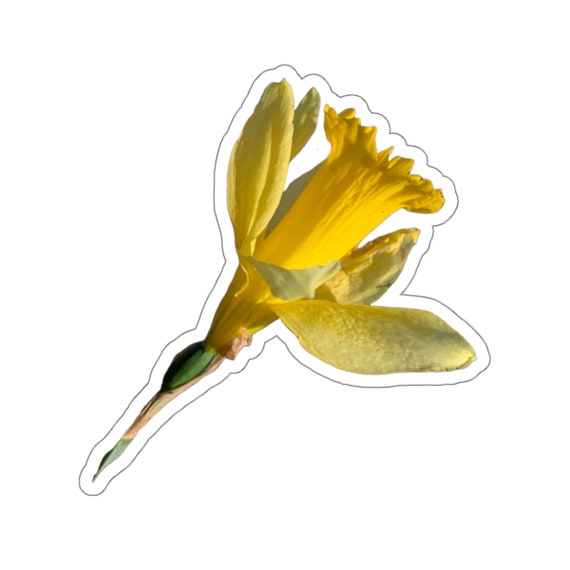 Yellow Daffodil Flower Sticker