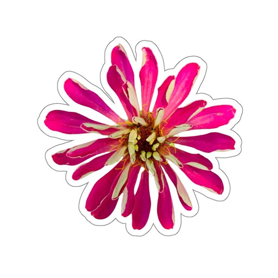 Pink Magenta Zinnia  Flowers Sticker