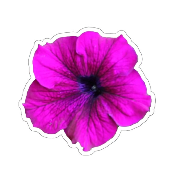 Purple Pansy Sticker - A magnificent magenta flower sticker