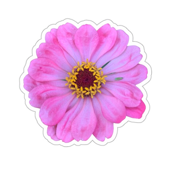 Pretty Pink Zinnia Flower Sticker