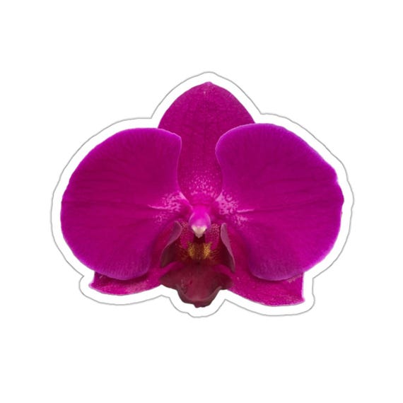 Magenta Orchid Sticker: Waterproof Vinyl Floral Decal
