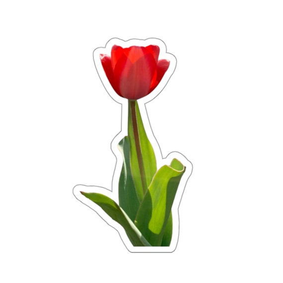 Red Tulip Sticker // Flower Photography