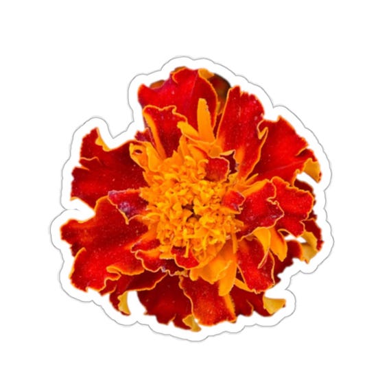 Red Orange Marigold Flower Sticker