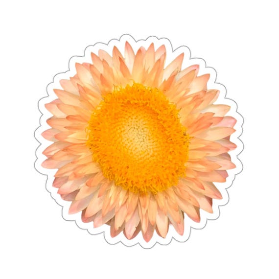 Pretty Strawflower Flower Sticker // Sunrise Orange