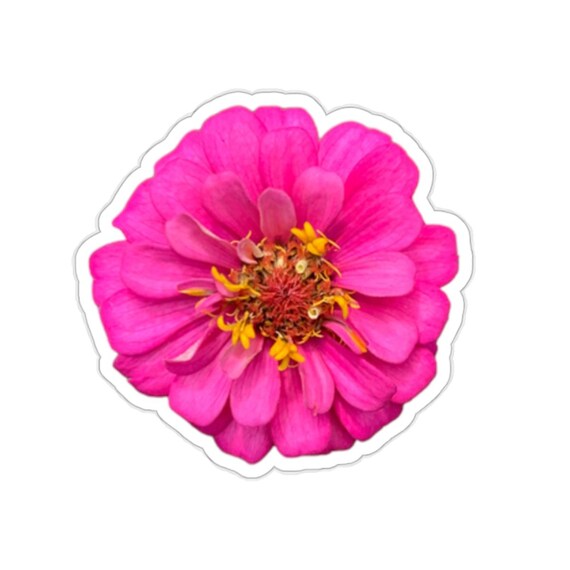 Hot Pink Zinnia Flower Sticker