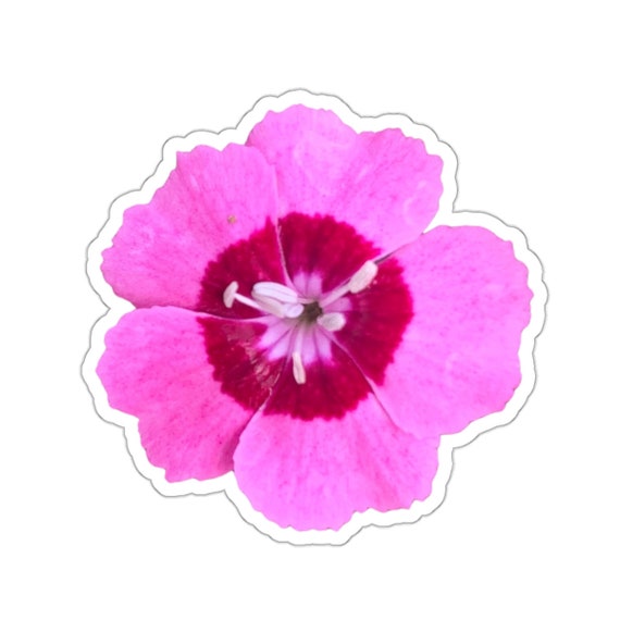 Magenta Dianthus Flower Sticker: Hot Pink Floral Decal