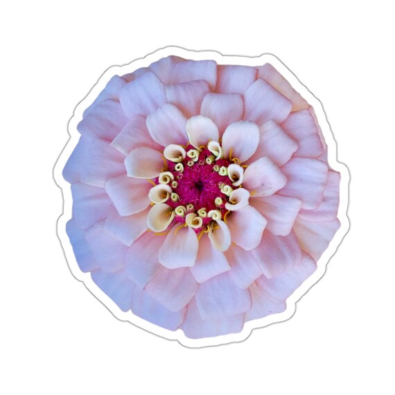 Light Pink Zinnia Flower Sticker