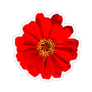 Pegatina de flor de zinnia roja llamativa