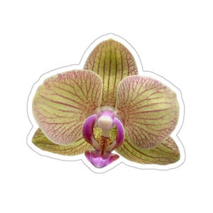 A stunning yellow and purple orchid flower sticker