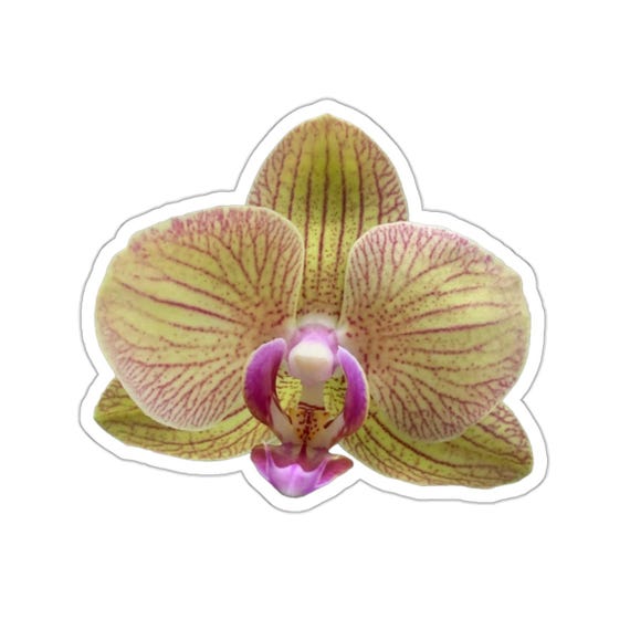 Orchid Flower Sticker: Yellow & Purple Vinyl Decal