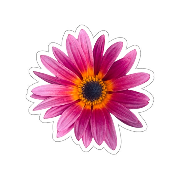 Pink Magenta Daisy Flowers Sticker
