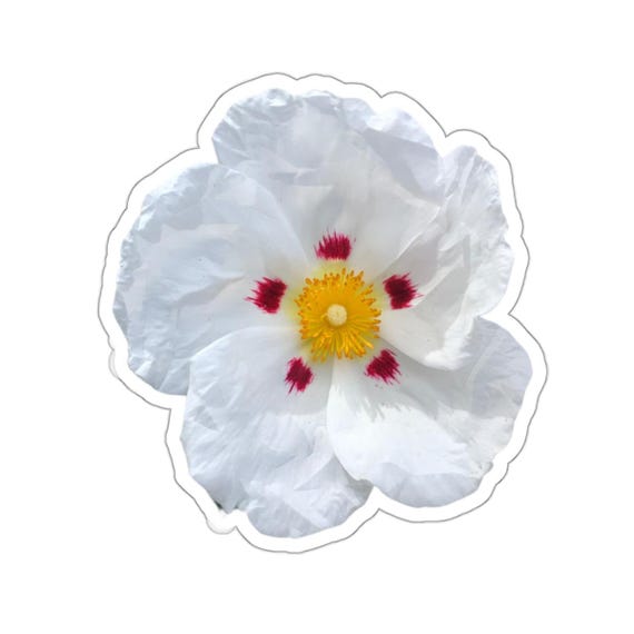 White Flower Sticker: Hot Pink & Yellow Accent - Jrouxart