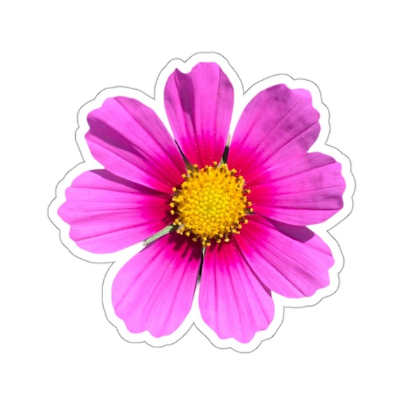 Pretty Pink Cosmo Flower Sticker