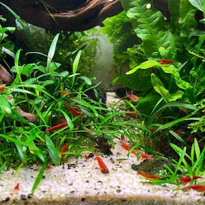 May include: A freshwater aquarium tank with a variety of green plants and red shrimp swimming in the water. The tank has a white gravel bottom and a piece of driftwood.