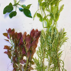 Betta Tank Plant Pack!