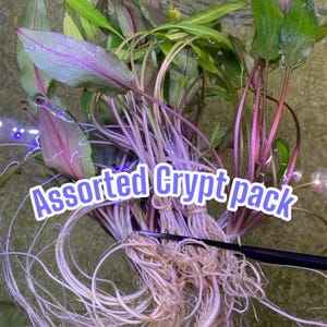 May include: A bunch of assorted crypt plants with roots, ready to be planted in an aquarium. The plants have green and red leaves and are bundled together with a rubber band. The text "Assorted Crypt pack" is written in purple letters on the image.