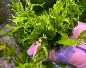 Java Fern Windelov