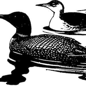 May include: Black and white illustration of two loons swimming on water. The loons have dark heads and necks, with white and dotted patterns on their bodies. The water is depicted with simple, dark lines.