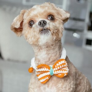 May include: A small, light brown dog with a white and orange striped bow tie. The bow tie is crocheted and has a light blue center. The dog has a curious expression and is looking up at the camera.