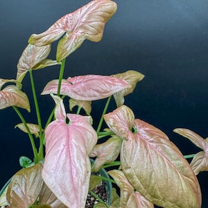 Syngonium Pink Perfection - Exact Plant - Plastic Pot Included