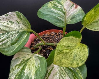 Manjula Pothos - Tropical Houseplant - Etsy