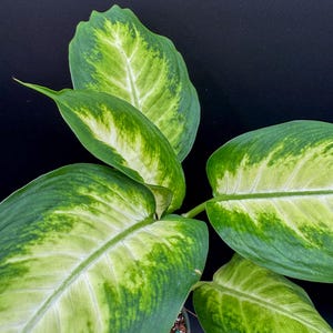 Dieffenbachia Dumb Cane - Exact Plant - Plastic Pot Included