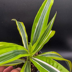 Dracaena Warneckii Limón Lima - Planta Exact - Maceta de plástico incluida