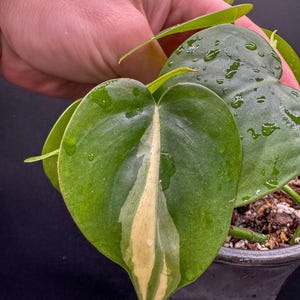Philodendron Hederaceum Rio - Exact Plant - Plastic Pot Included