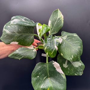 May include: A Philodendron White Princess plant in a black plastic pot. The plant features multiple heart-shaped leaves with deep green coloration and distinct white variegation. A small white label with the text PHILO is attached to the pot.