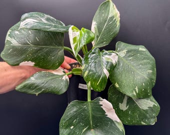 Philodendron White Wizard - Exact Plant - Plastic Pot Included