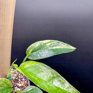 Epipremnum Pinnatum Marble Albo - Exact Plant - Plastic Pot Included