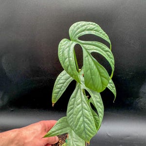 May include: A potted Monstera plant with large, textured, green leaves. The leaves have unique fenestrations, or holes, adding to the plant's distinctive appearance. The plant is set against a dark background, highlighting its vibrant green color and intricate leaf patterns.