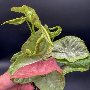 Confettis de lait Syngonium Podophyllum - Plante exacte - Pot en plastique inclus