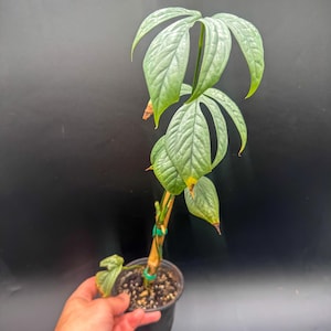 May include: A potted plant with elongated, textured, sage-green leaves featuring deep lobes and prominent veins. The plant is supported by a thin wooden stake secured with green ties, planted in a small black plastic nursery pot with soil.