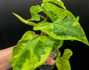 Syngonium Three Kings - Exact Plant - Plastic Pot Included