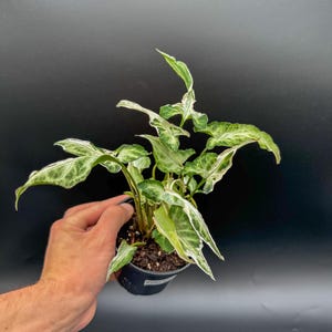 Syngonium Starlite - Exact Plant - Plastic Pot Included