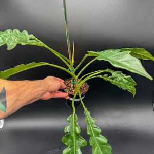 Philodendron Jungle Boogie - Exact Plant - Plastic Pot Included