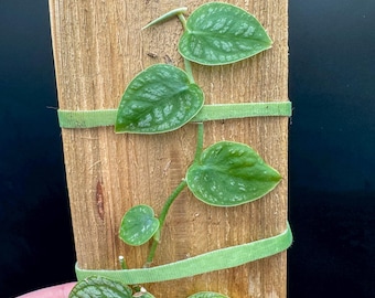 Monstera Dubia - Exact Plant - Plastic Pot Included