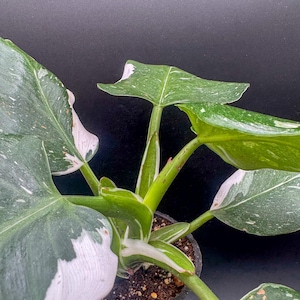 Philodendron White Wizard - Exact Plant - Plastic Pot Included
