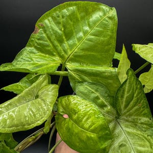 Syngonium White Butterfly - Exact Plant - Plastic Pot Included
