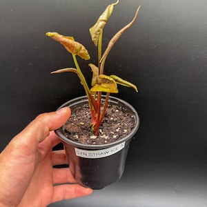 Syngonium Strawberry Ice - Exact Plant - Plastic Pot Included
