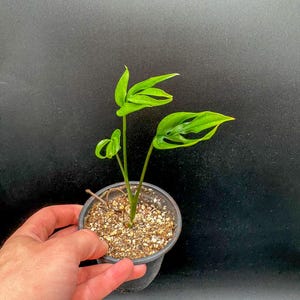 May include: A small potted plant with three vibrant green, elongated leaves featuring distinct natural perforations. The plant is rooted in a dark plastic container filled with a light-colored, granular potting mix, showcasing thin stems.