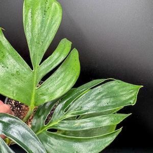 Dragon Tail Monstera - Etsy