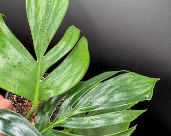 Monstera Dragon Tail - Exact Plant - Plastic Pot Included