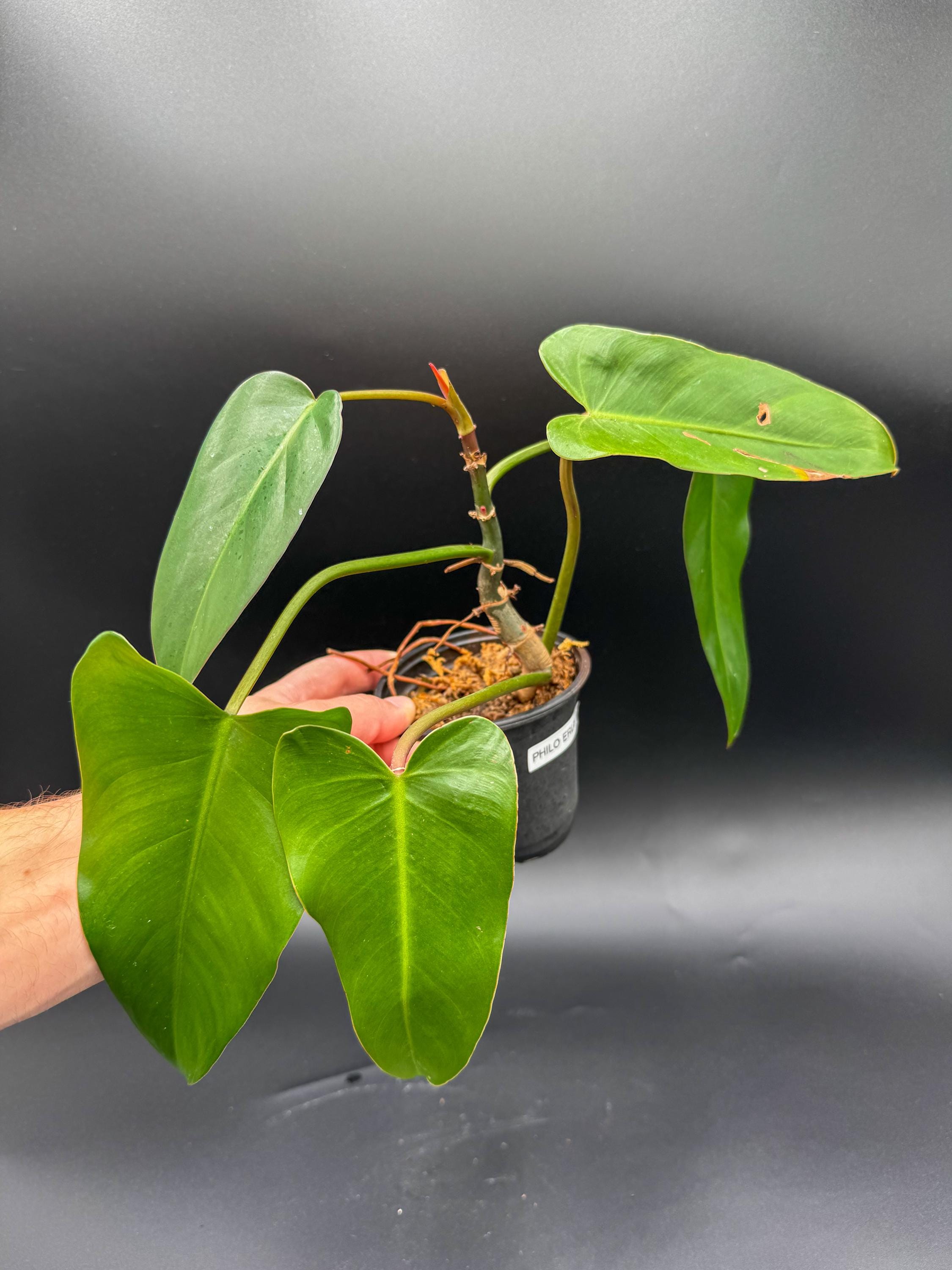 フィロデンドロン エメラルドクイーン バリエゲイテッド 24 フィロデンドロン エメラルドクイーン 斑入り 激レア - メルカリ