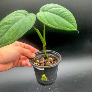 May include: A small potted plant with two large, heart-shaped, matte green leaves featuring prominent veins. The plant is rooted in dark soil within a black plastic nursery pot that has a yellow letter A and a small white label attached to the side.