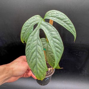 Monstera Spider-Man (Amydrium Medium Silver) - Exact Plant - Plastic Pot Included